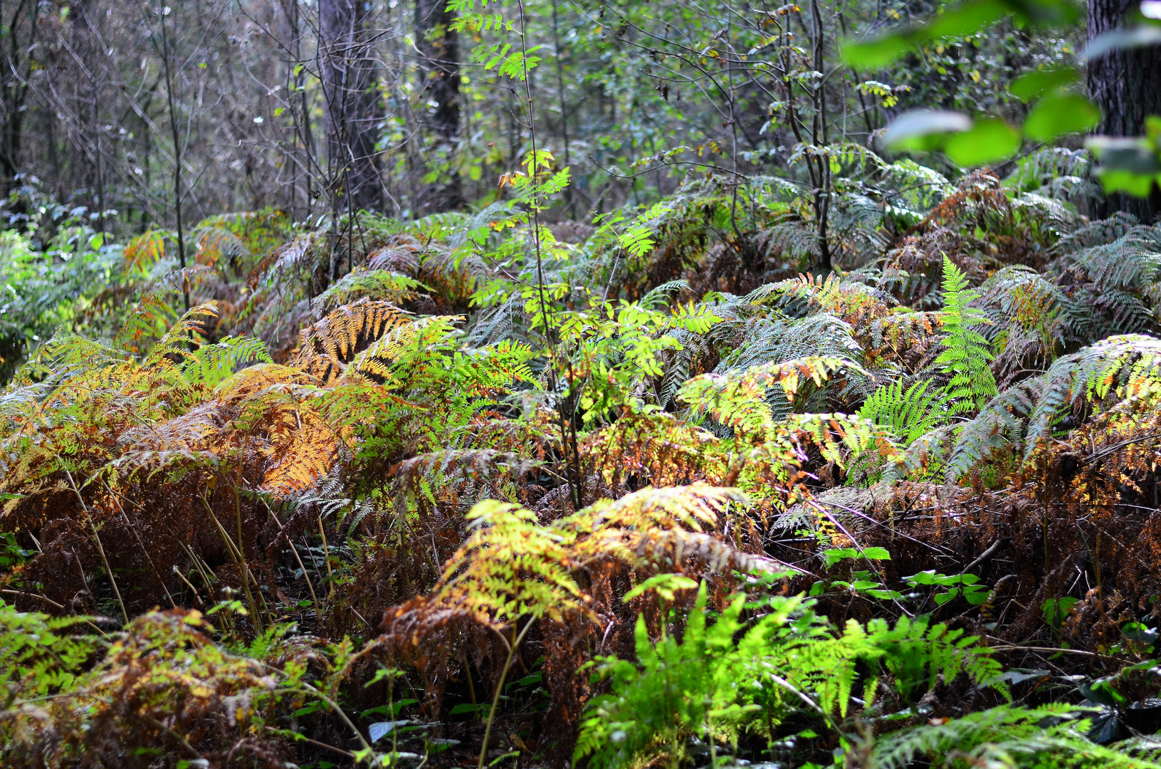 Farnlandschaft