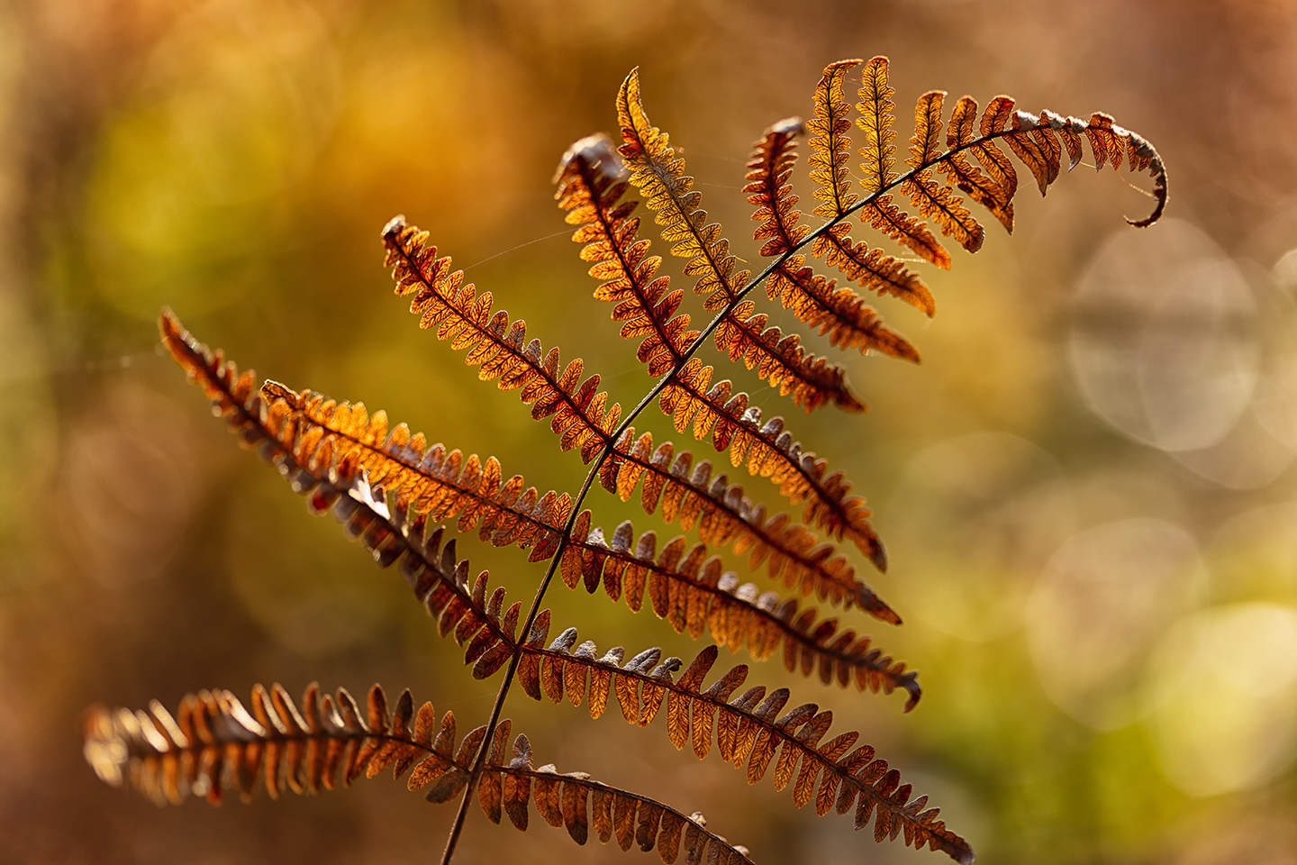 Farnleuchten am Waldboden