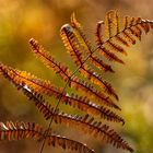 Farnleuchten am Waldboden