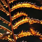 Farnleuchten im herbstlichen Licht