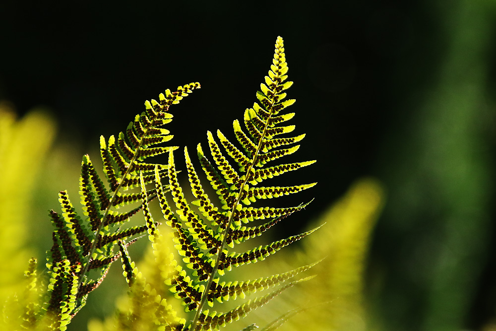 Farnwedel im abendlichen Gegenlicht