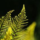 Farnwedel im abendlichen Gegenlicht