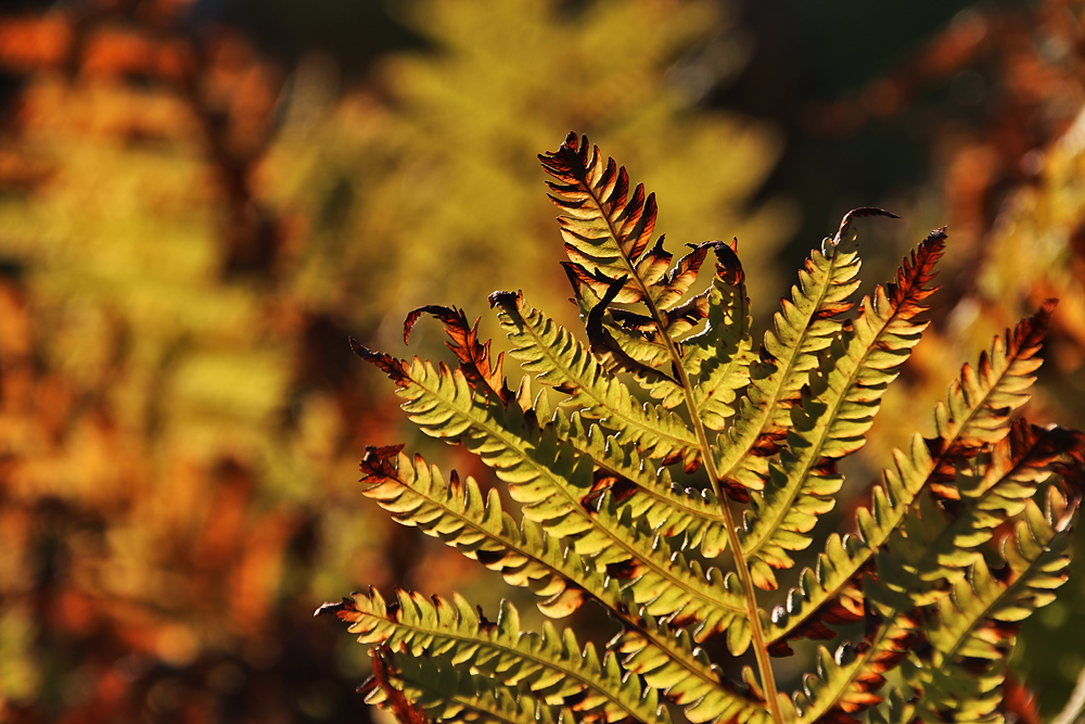 Farnwedel im Herbstgewand