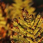 Farnwedel im Herbstgewand