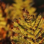 Farnwedel im Herbstgewand