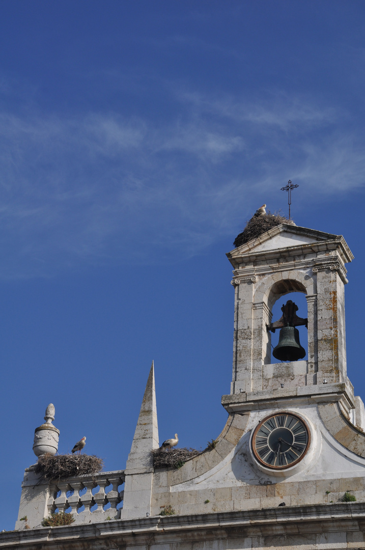 Faro . da muss wohl irgendwo ein Nest sein