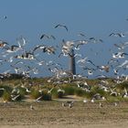 Faro di Grenen