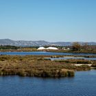 Faro island swamps 3