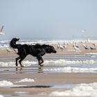 FARO meets the beach