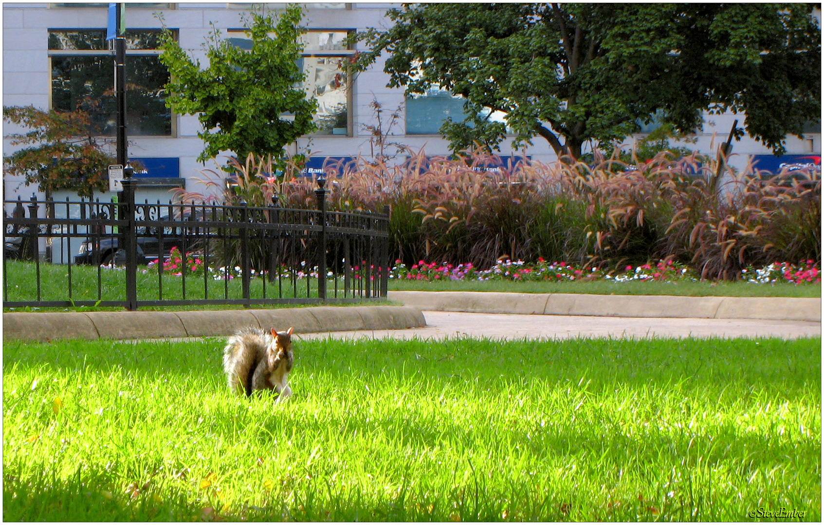 Farragut Squirrel - A Washington Moment