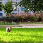 Farragut Squirrel - A Washington Moment