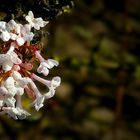 Farrer Viburnum