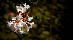 Farrer Viburnum