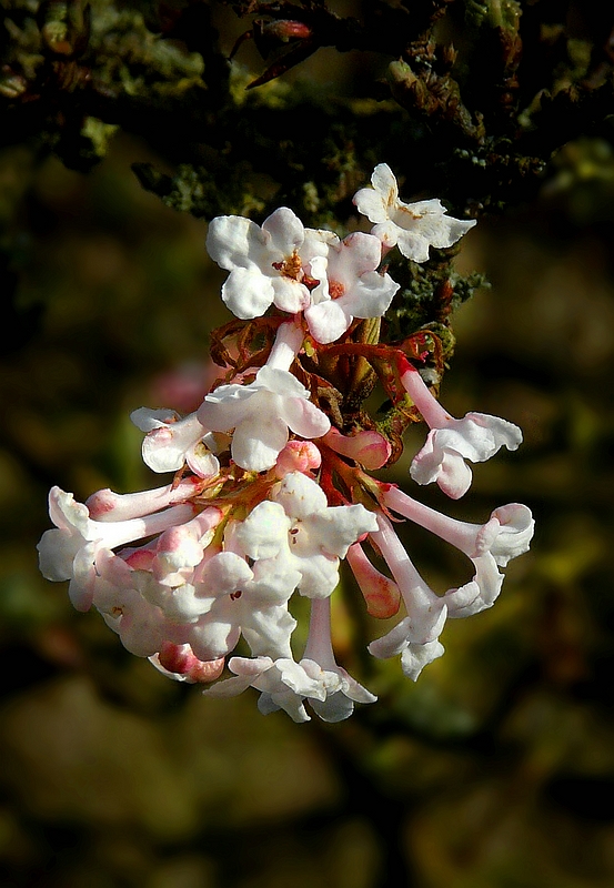 Farrer Viburnum