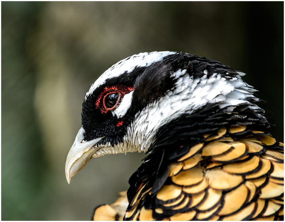 Fasan Foto &amp; Bild | tiere, zoo, wildpark &amp; falknerei, vögel Bilder auf ...