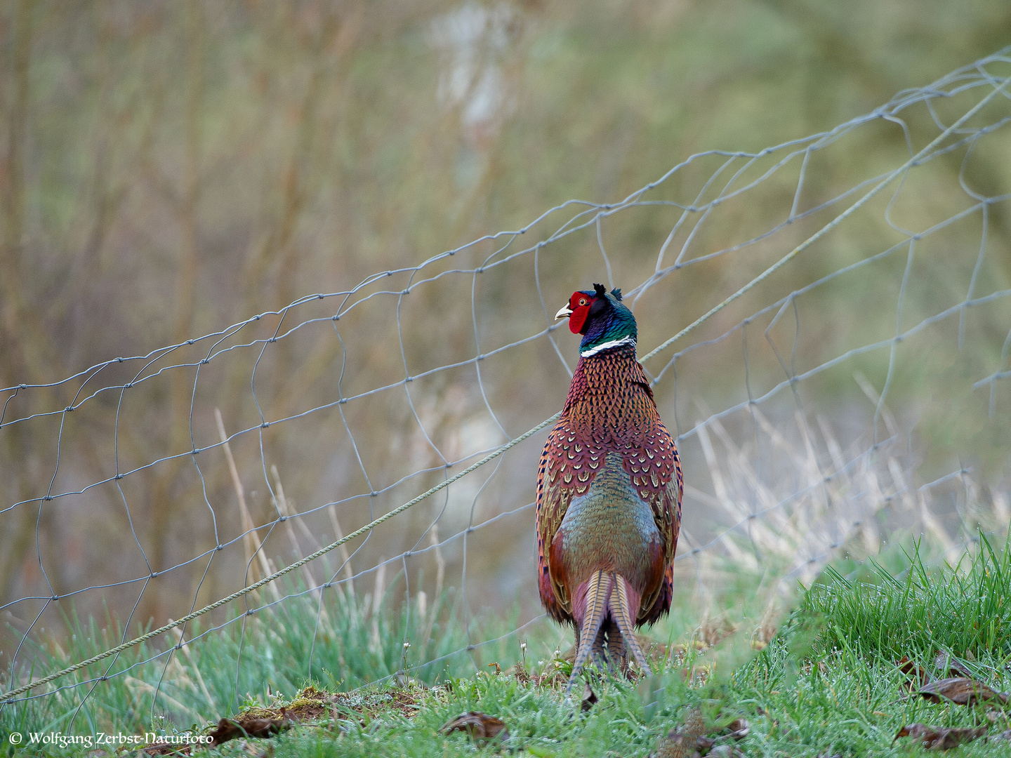 --- Fasan 2 ---             ( Phasianus colchicus )