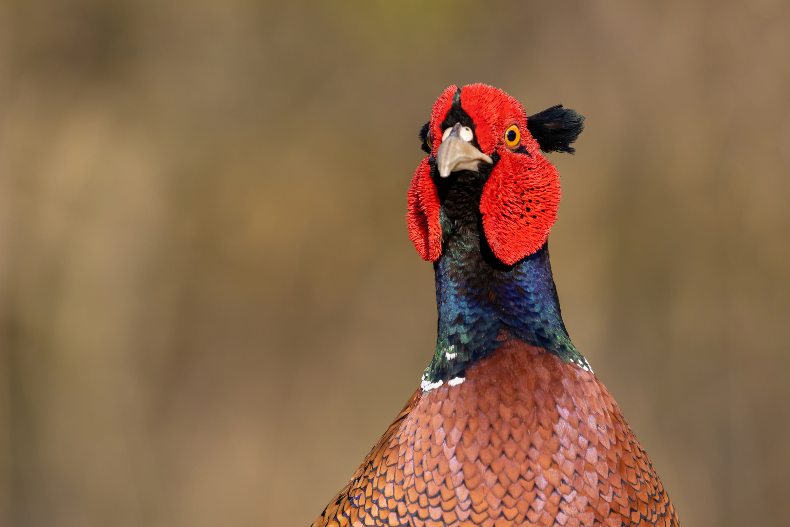 Fasan... Foto &amp; Bild | nature, natur, portrait Bilder auf fotocommunity