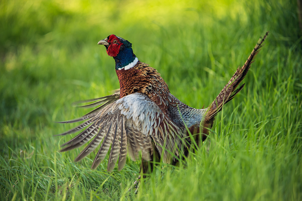 Fasan .... Foto &amp; Bild | tiere, wildlife, wild lebende vögel Bilder auf ...