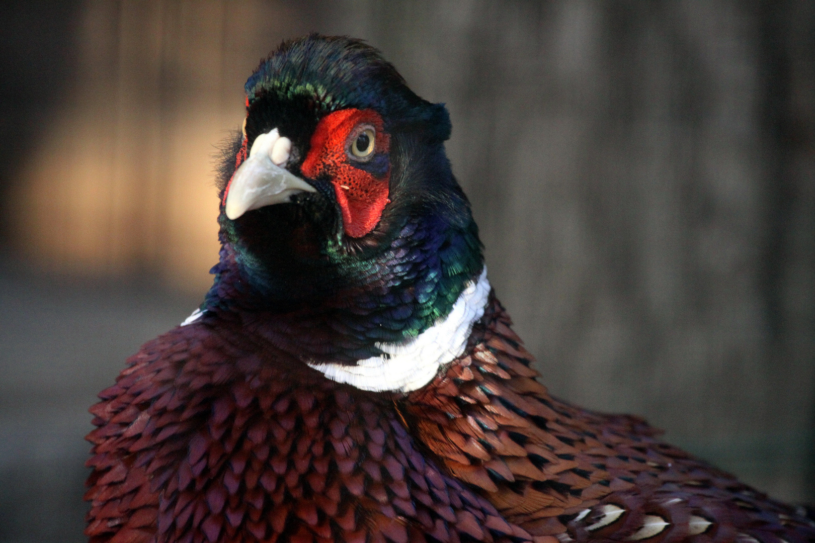 Fasan Foto & Bild | tiere, zoo, wildpark & falknerei ...
