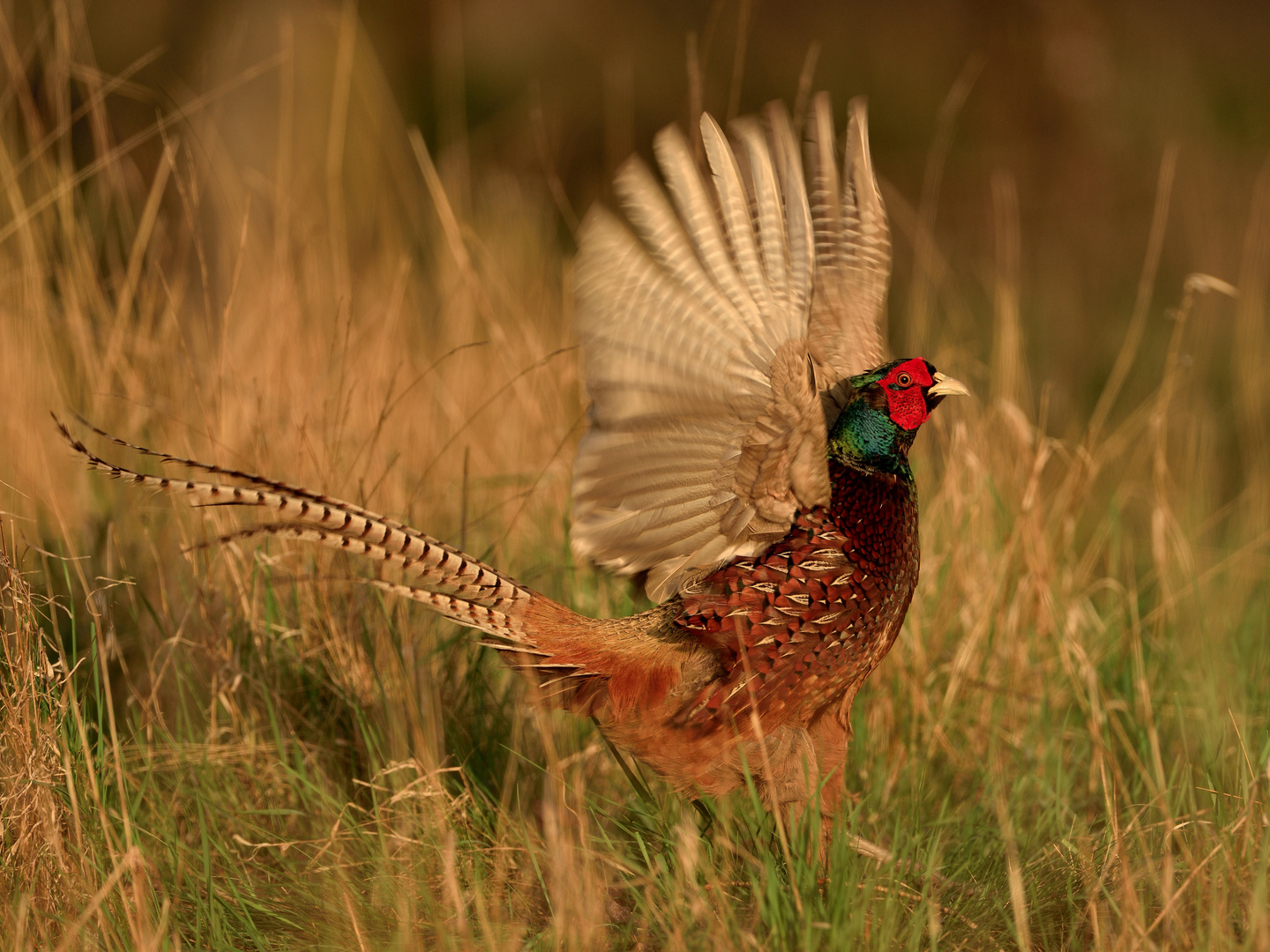 Fasan Foto &amp; Bild | tiere, wildlife, wild lebende vögel Bilder auf ...