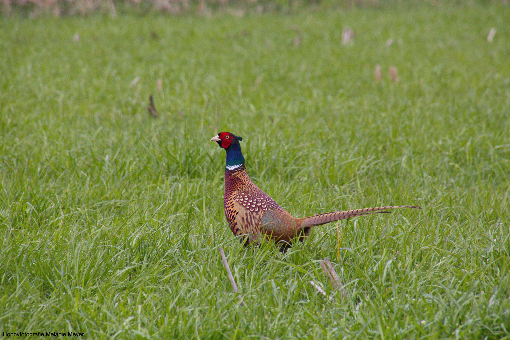 Fasan Foto &amp; Bild | tiere, wildlife, wild lebende vögel Bilder auf ...