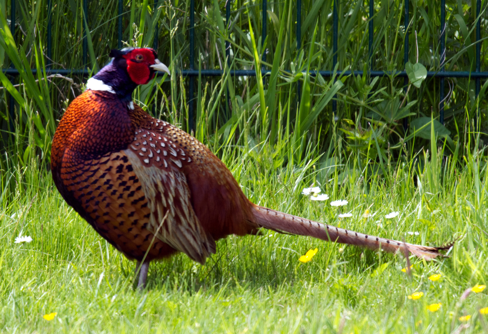 Fasan Foto &amp; Bild | tiere, wildlife, wild lebende vögel Bilder auf ...