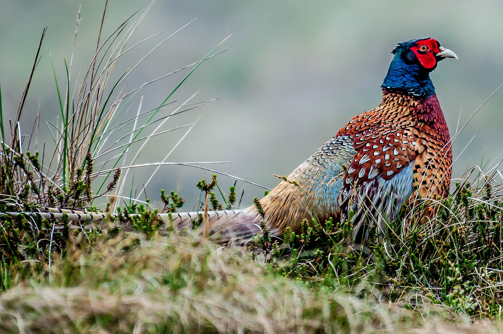 Fasan Foto &amp; Bild | tiere, natur, vögel Bilder auf fotocommunity