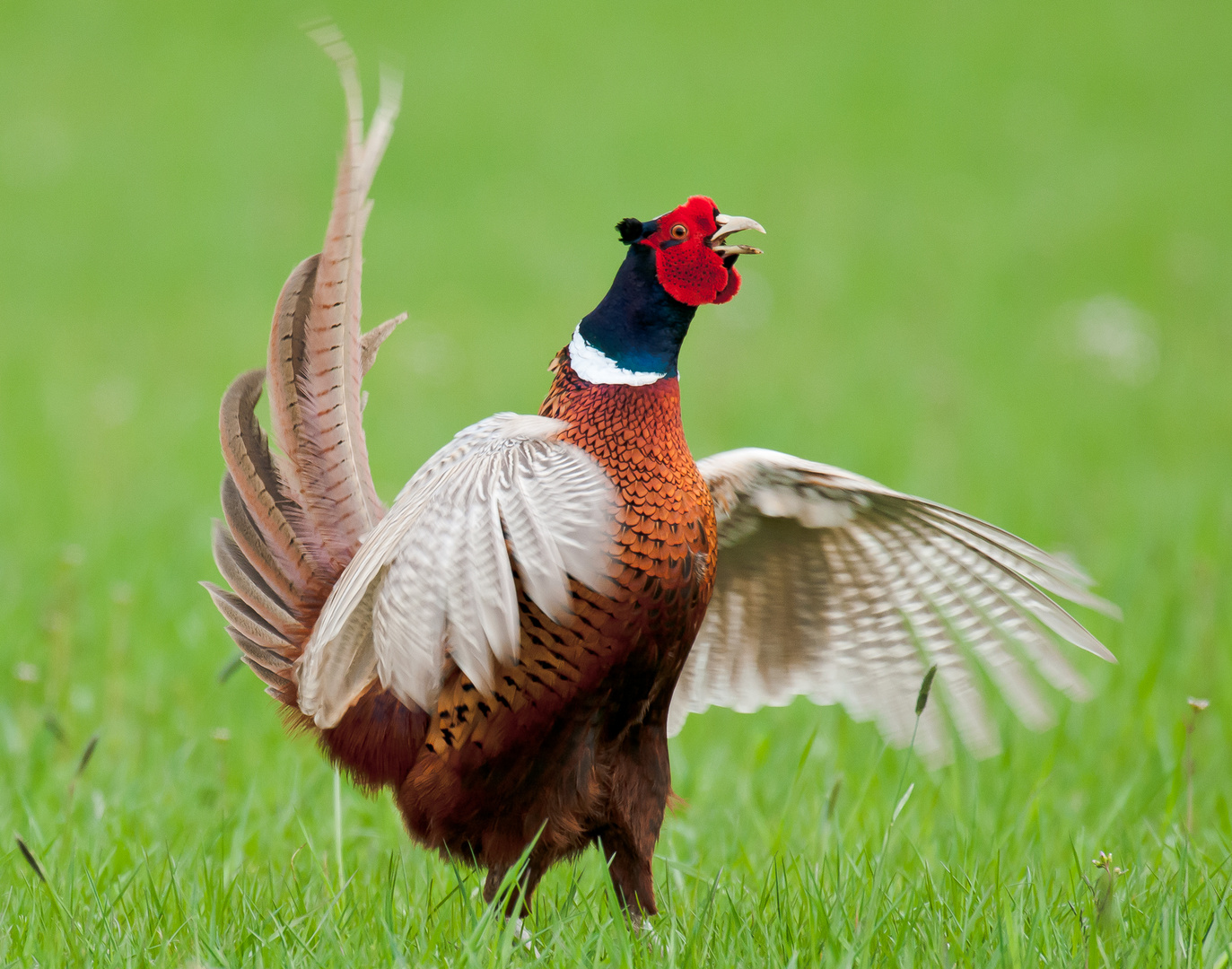 Fasan Foto &amp; Bild | tiere, wildlife, wild lebende vögel Bilder auf ...