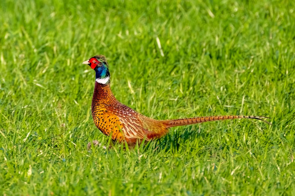 Fasan Foto &amp; Bild | tiere, wildlife, wild lebende vögel Bilder auf ...