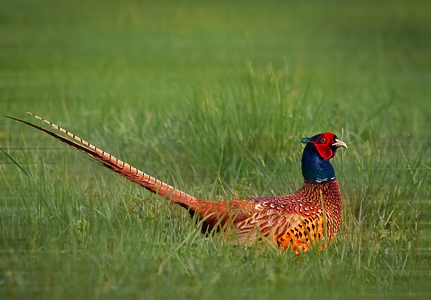 Fasan Foto &amp; Bild | tiere, wildlife, wild lebende vögel Bilder auf ...