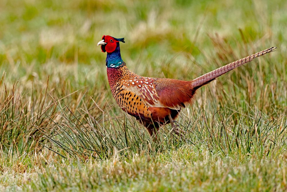 Fasan Foto &amp; Bild | großvögel, natur, tiere Bilder auf fotocommunity