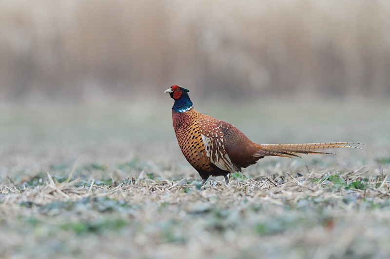 Fasan Foto &amp; Bild | tiere, wildlife, wild lebende vögel Bilder auf ...