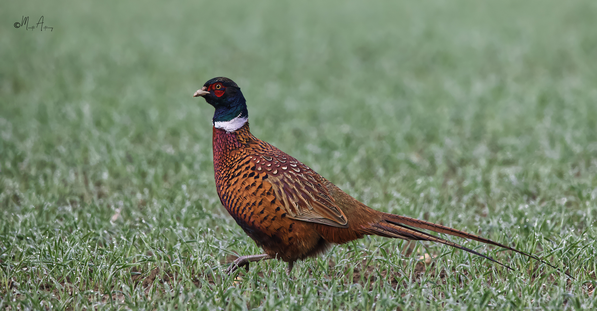Fasan Foto & Bild | natur, tiere, vögel Bilder auf fotocommunity