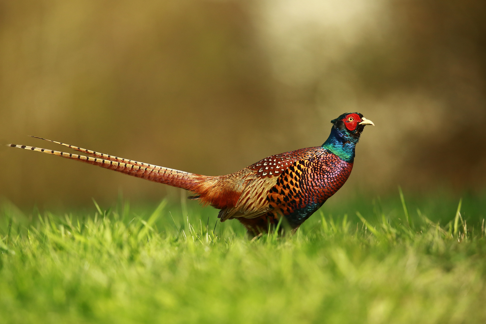 Fasan Foto &amp; Bild | tiere, wildlife, wild lebende vögel Bilder auf ...