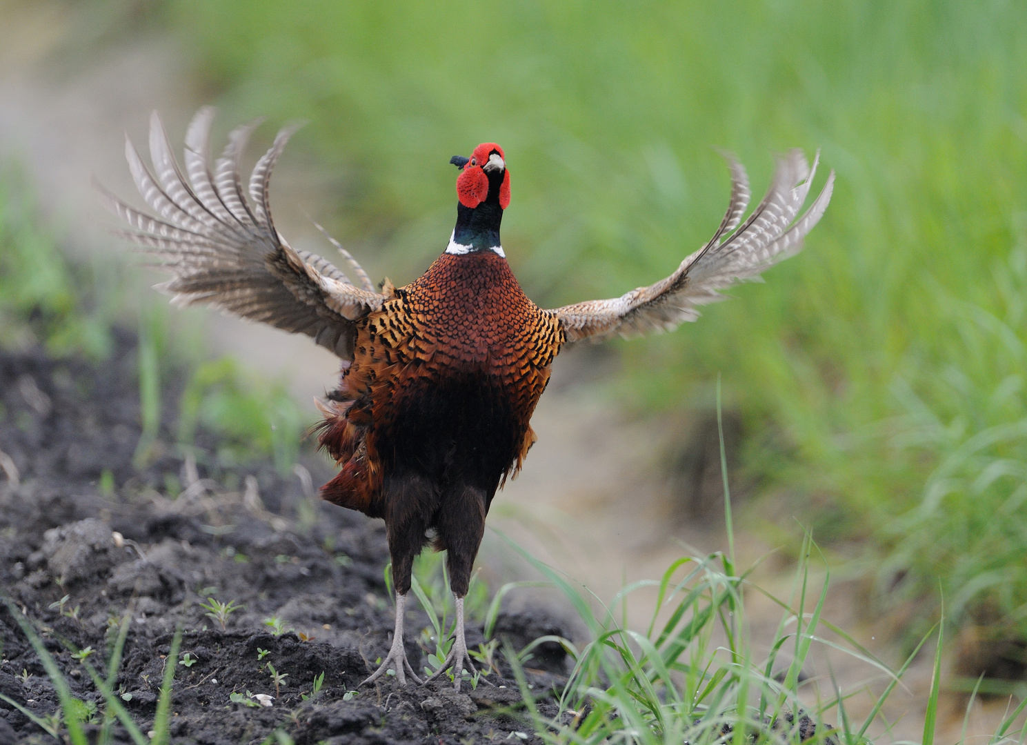 Fasan Foto &amp; Bild | tiere, wildlife, wild lebende vögel Bilder auf ...