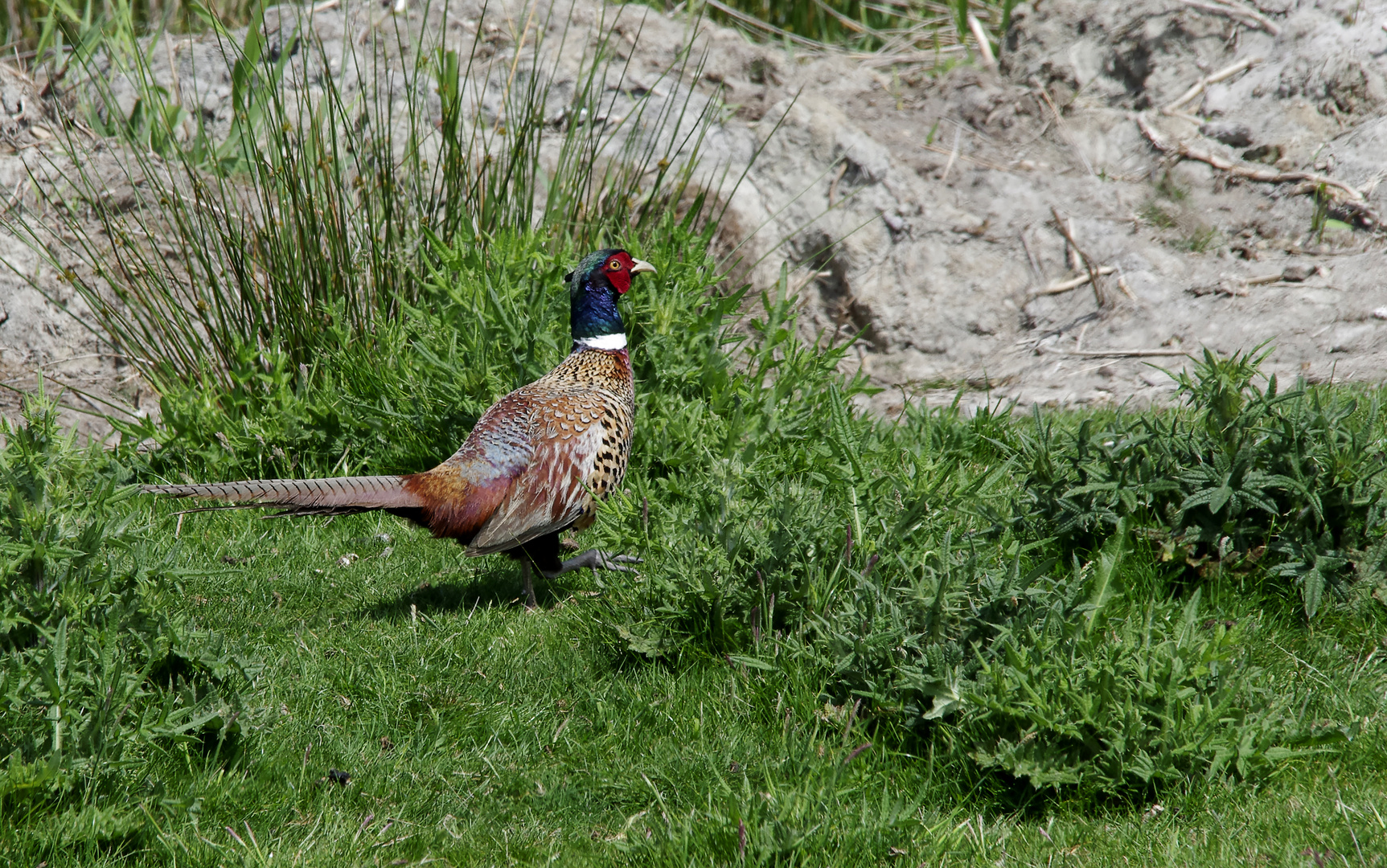 Fasan an den Dünen...(1)