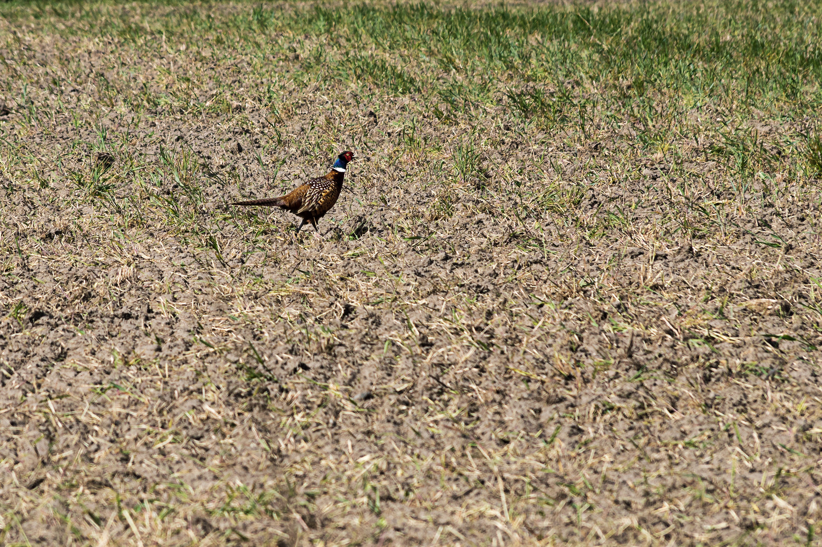 Fasan auf dem Feld