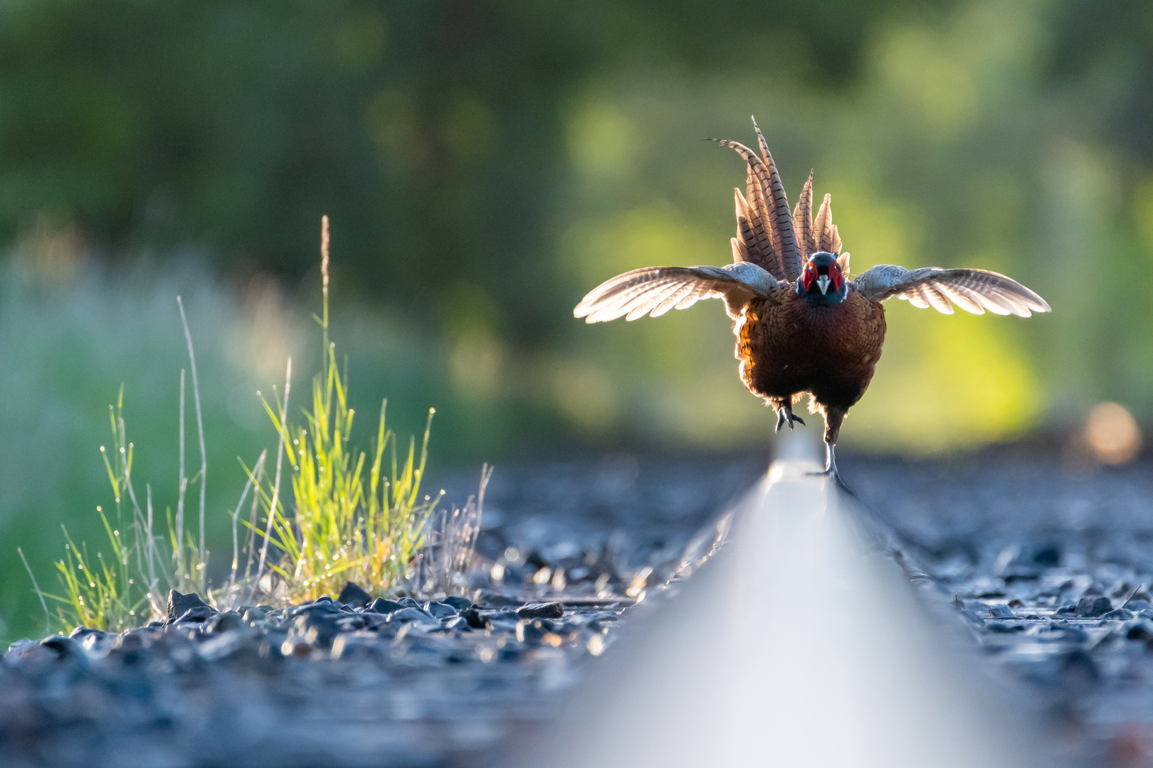 Fasan auf der Bahn