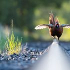 Fasan auf der Bahn