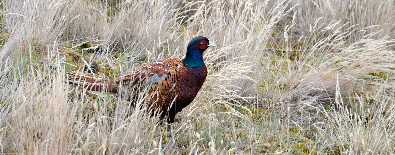 Fasan auf Langeoog