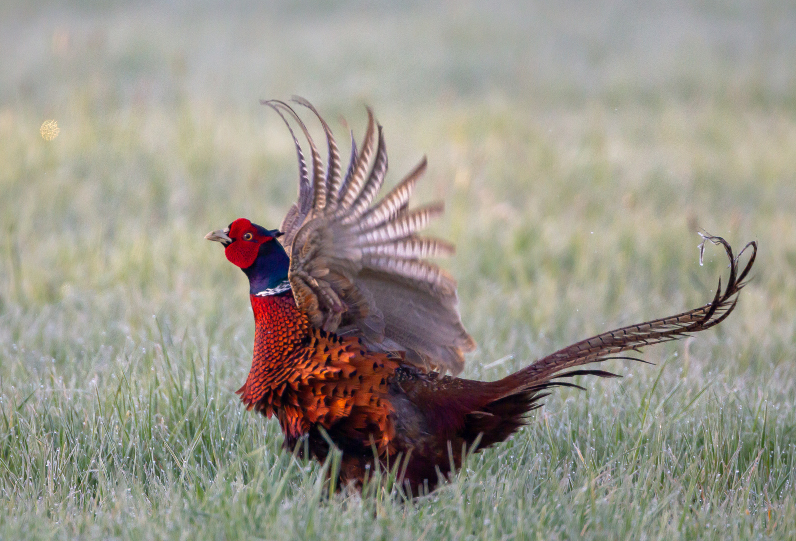 Fasan Foto &amp; Bild | tiere, wildlife, wild lebende vögel Bilder auf ...