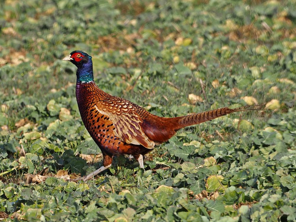 Fasan Foto &amp; Bild | Bilder auf fotocommunity