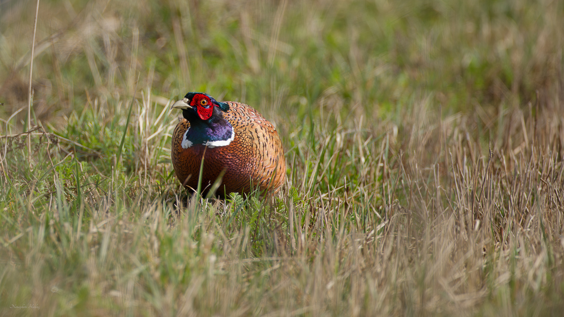 Fasan Foto &amp; Bild | tiere, wildlife, natur Bilder auf fotocommunity