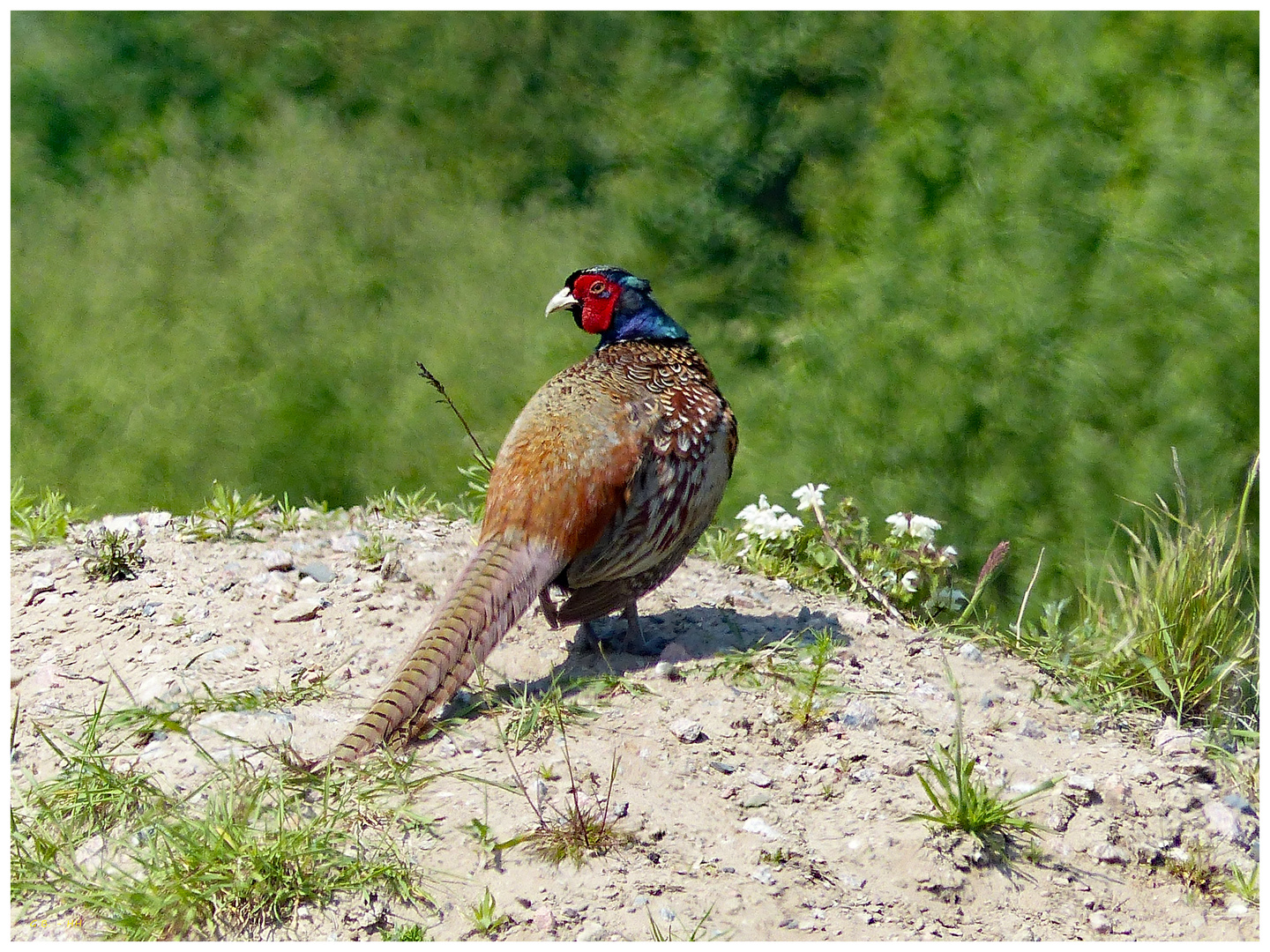 Fasan-Hahn ....... in freier Wildbahn .......