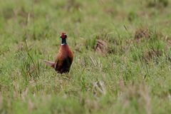 Fasan (Hahn) (torquatus Typ) (Phasianus colchicus)