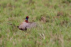 Fasan (Hahn) (torquatus Typ) (Phasianus colchicus) IV