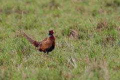 Fasan (Hahn) (torquatus Typ) (Phasianus colchicus) V