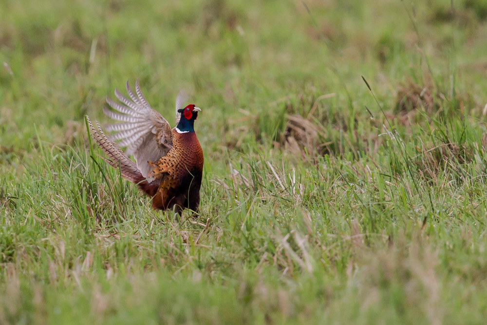 Fasan (Hahn) (torquatus Typ) (Phasianus colchicus)_II