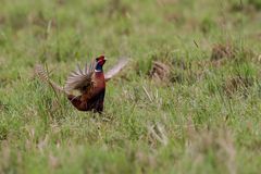 Fasan (Hahn) (torquatus Typ) (Phasianus colchicus)_III