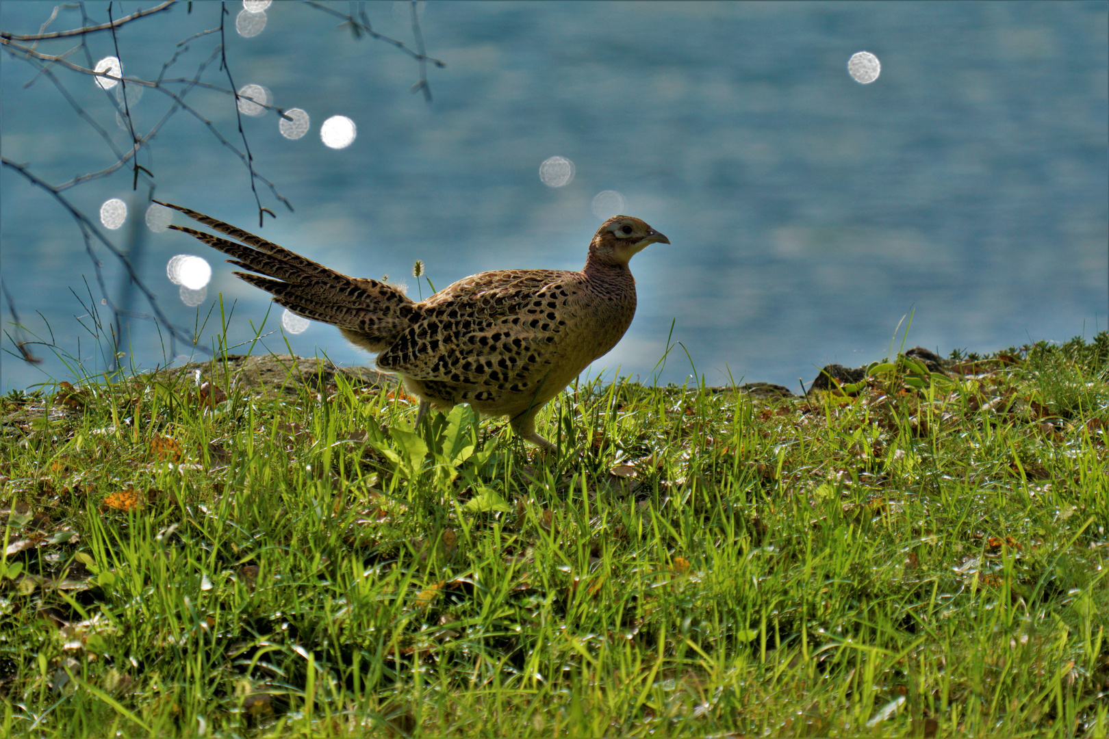 Fasan Henne Foto & Bild | tiere, wildlife, wild lebende vögel Bilder ... Fasan Henne Foto & Bild | tiere, wildlife, wild lebende vögel Bilder ...